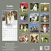 Collie Calendar